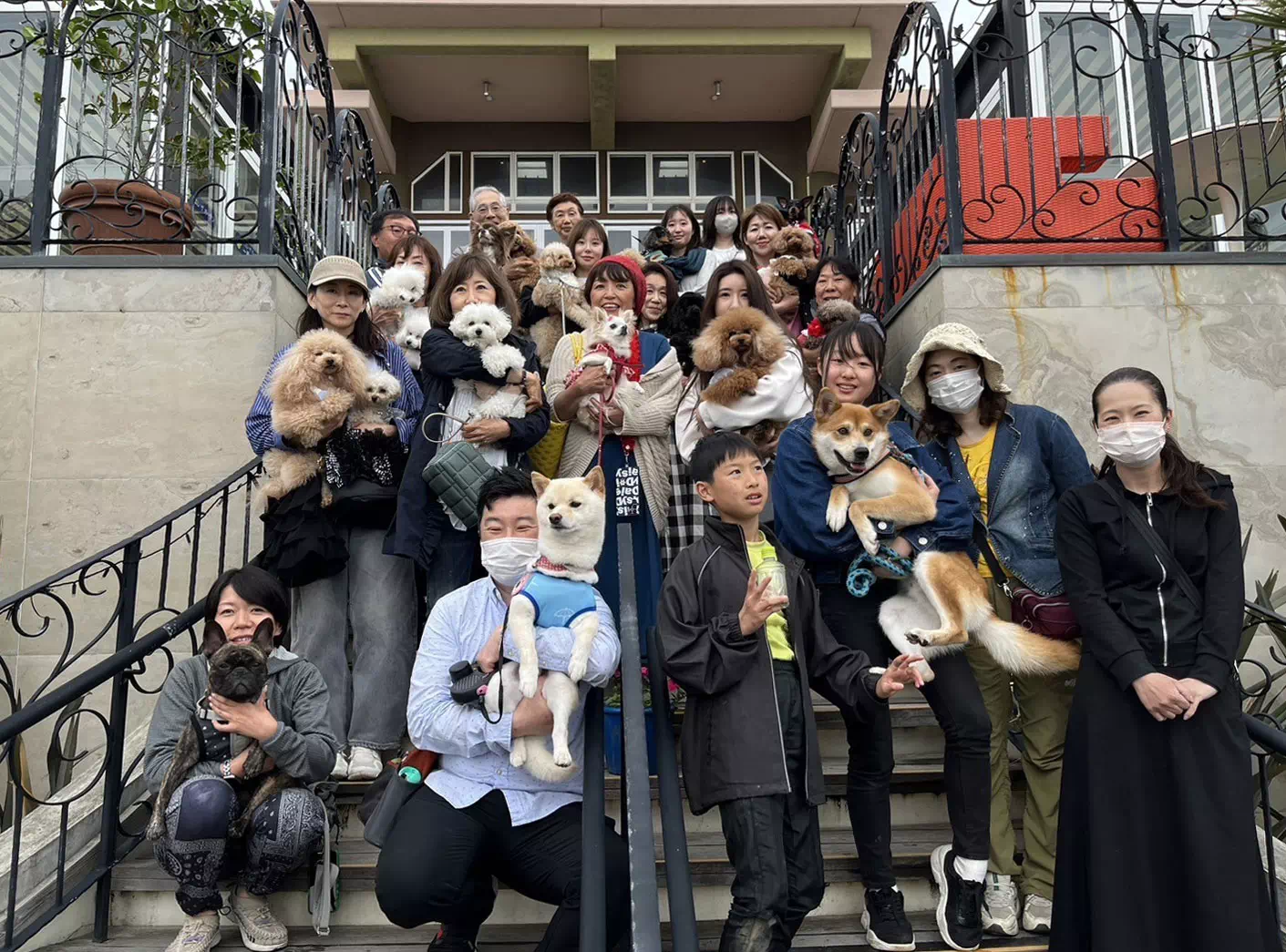 トイプードルの写真