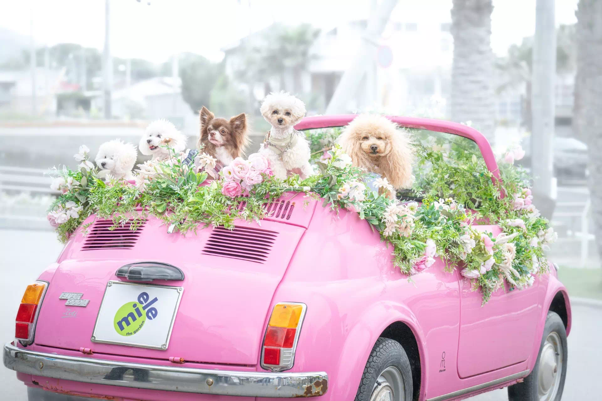 トイプードルの写真