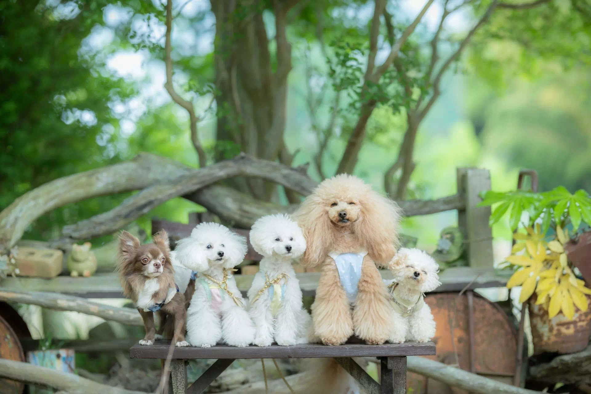 トイプードルの写真