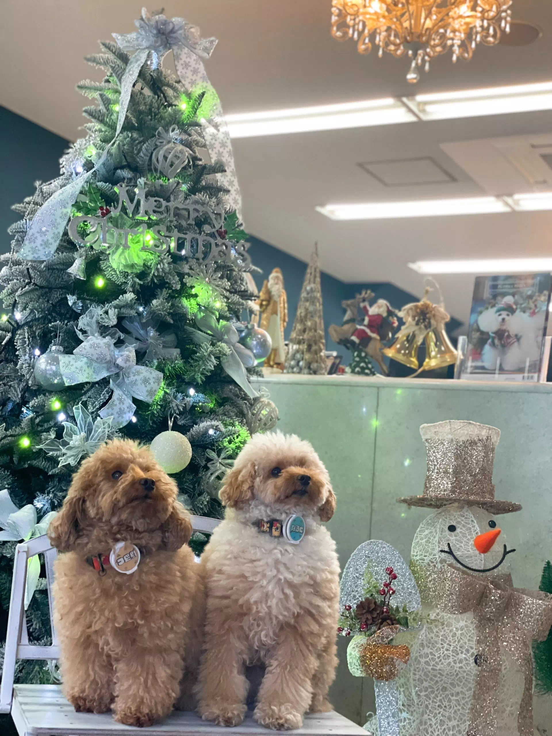 モデル犬の写真