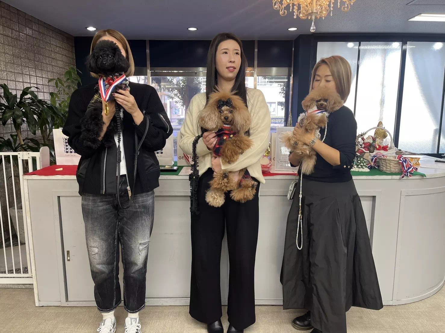 トイプードルの写真