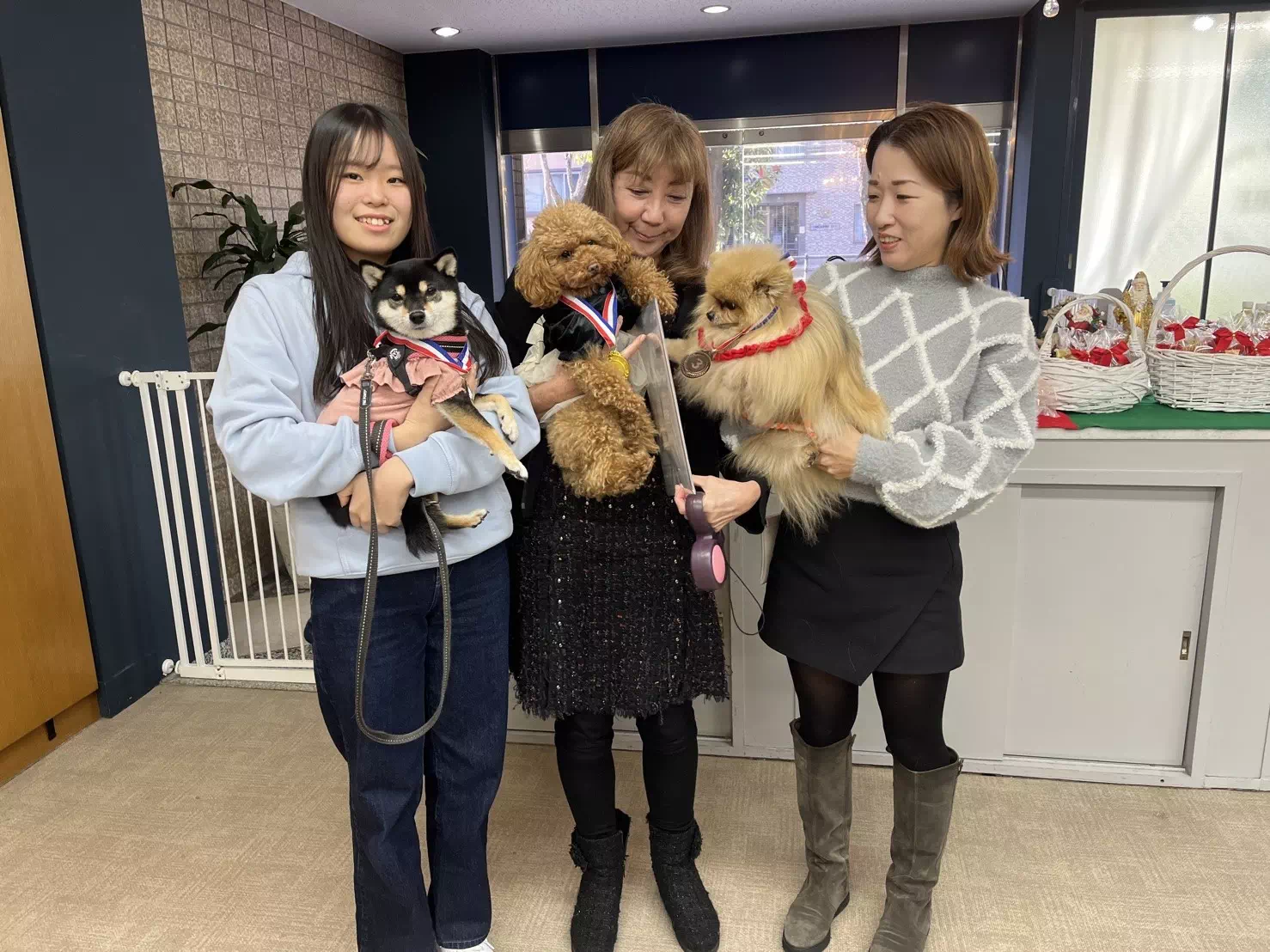 トイプードルの写真