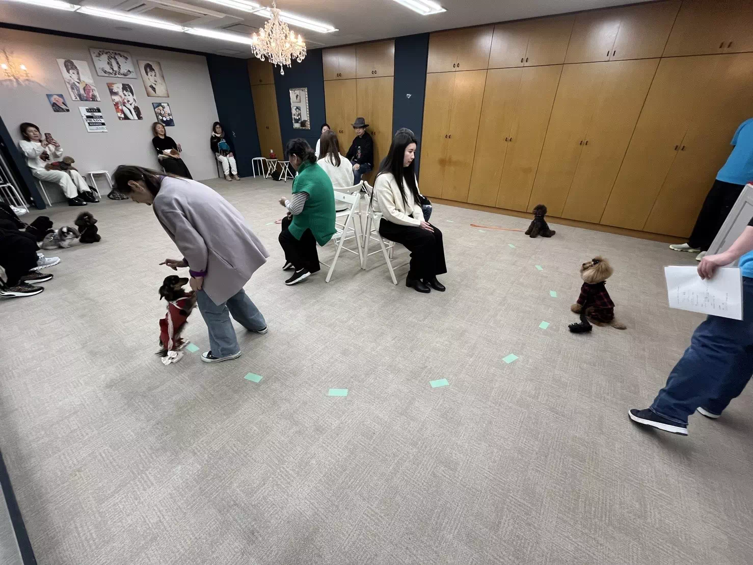 トイプードルの写真