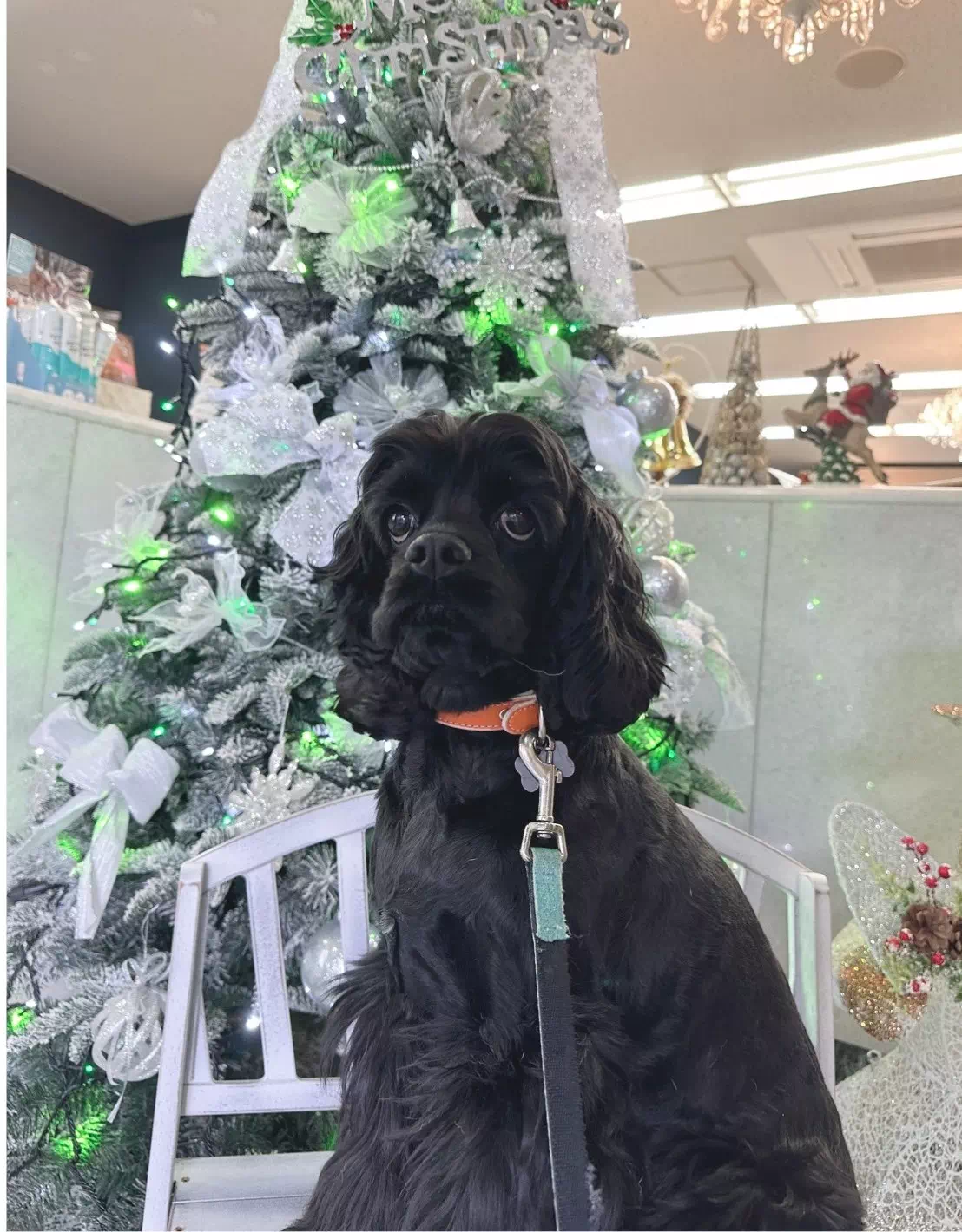 トイプードルの写真