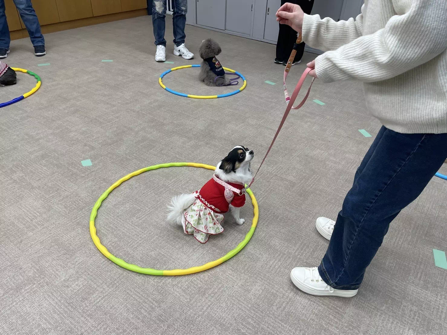 トイプードルの写真