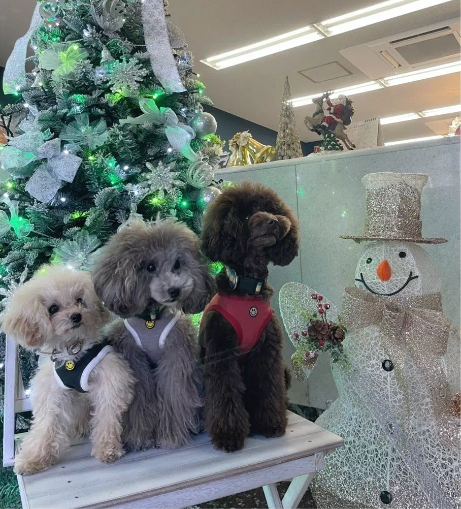 トイプードルの写真