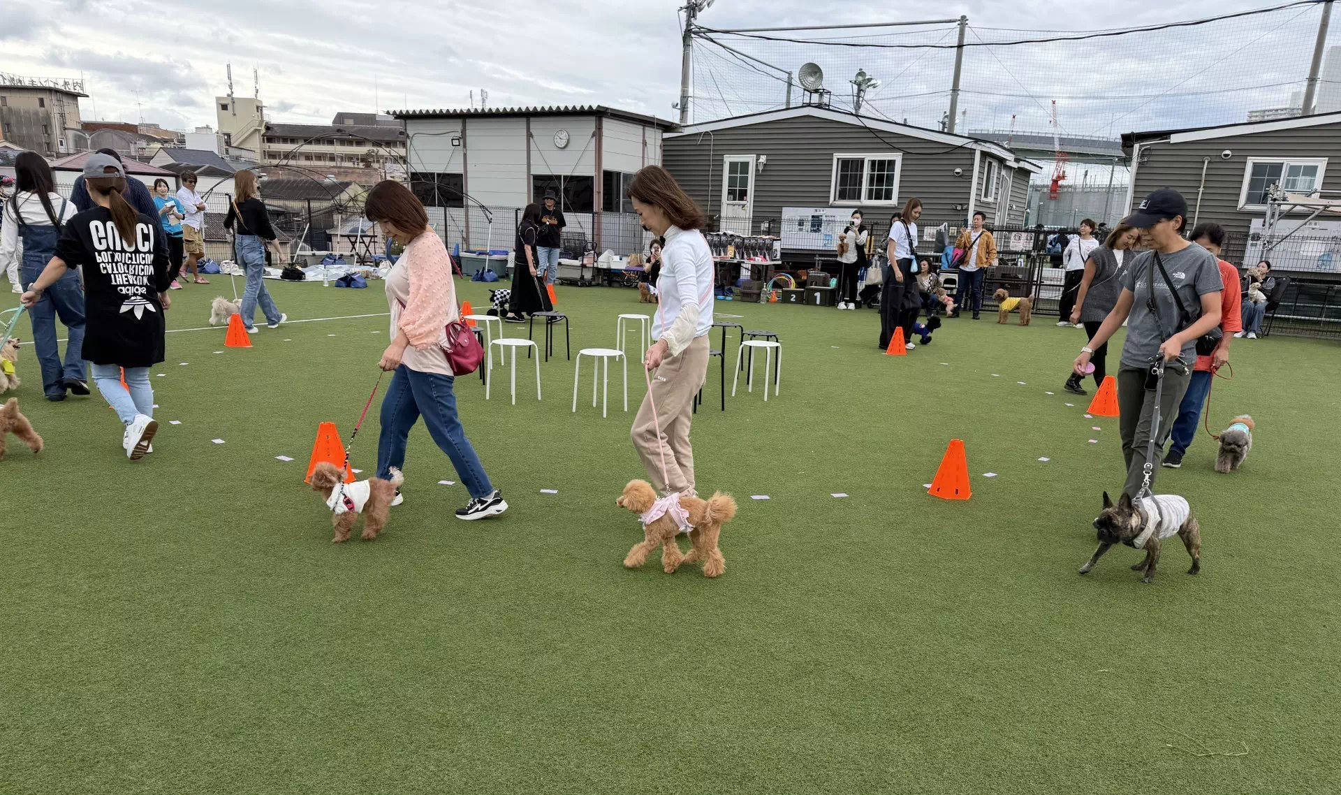 トイプードルの写真