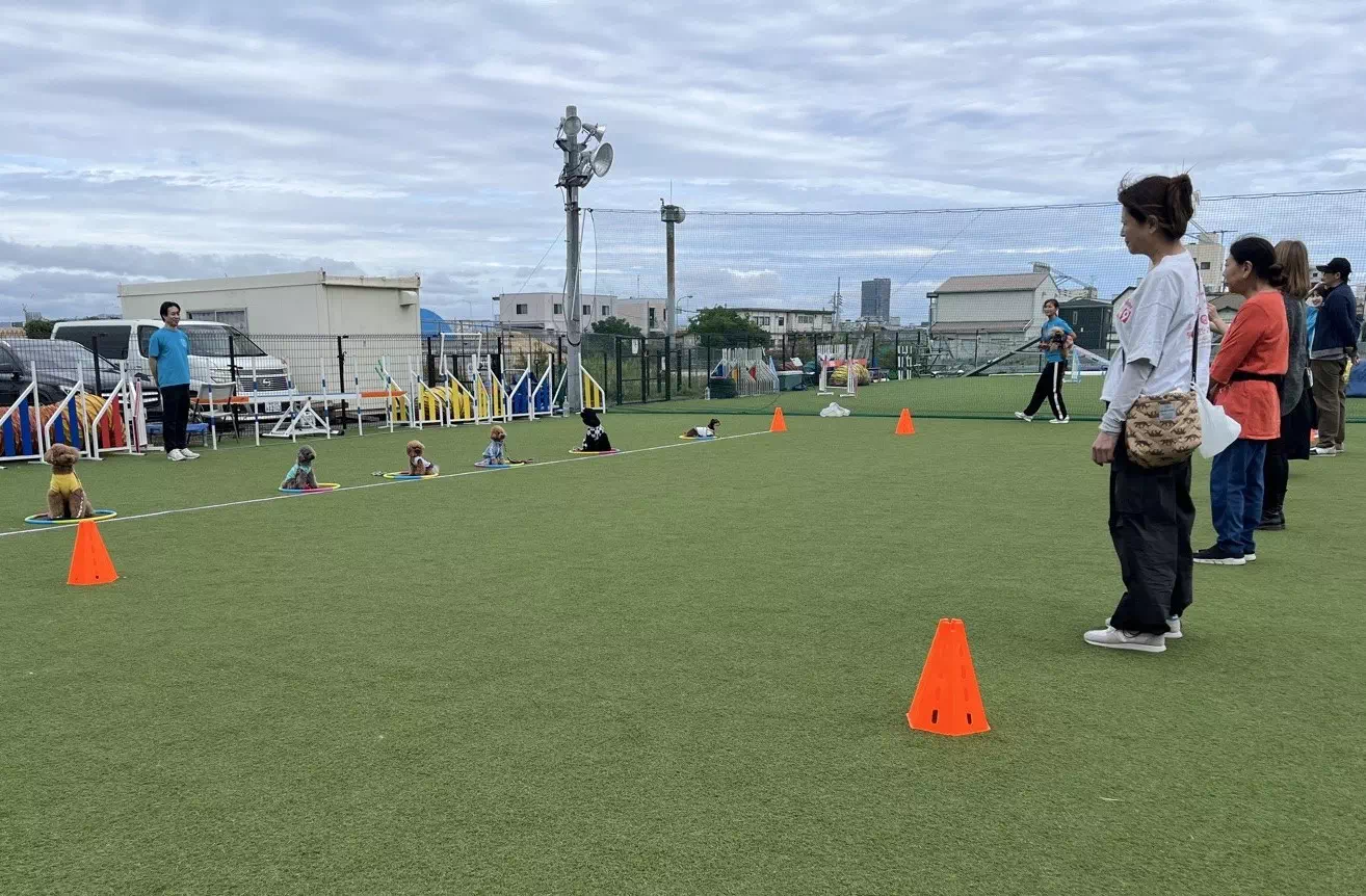 トイプードルの写真