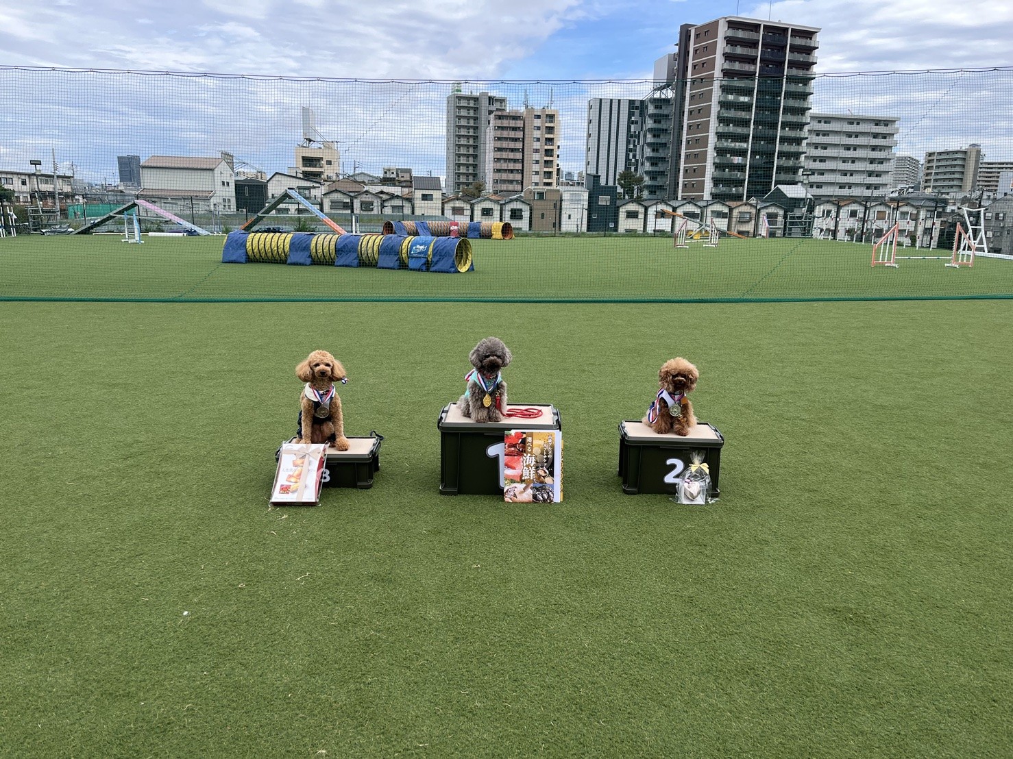 トイプードルの写真