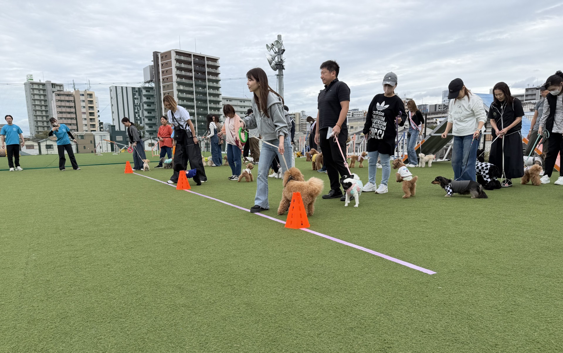 トイプードルの写真