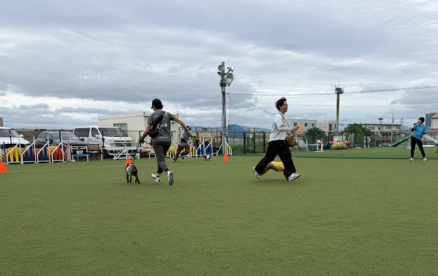 トイプードルの写真