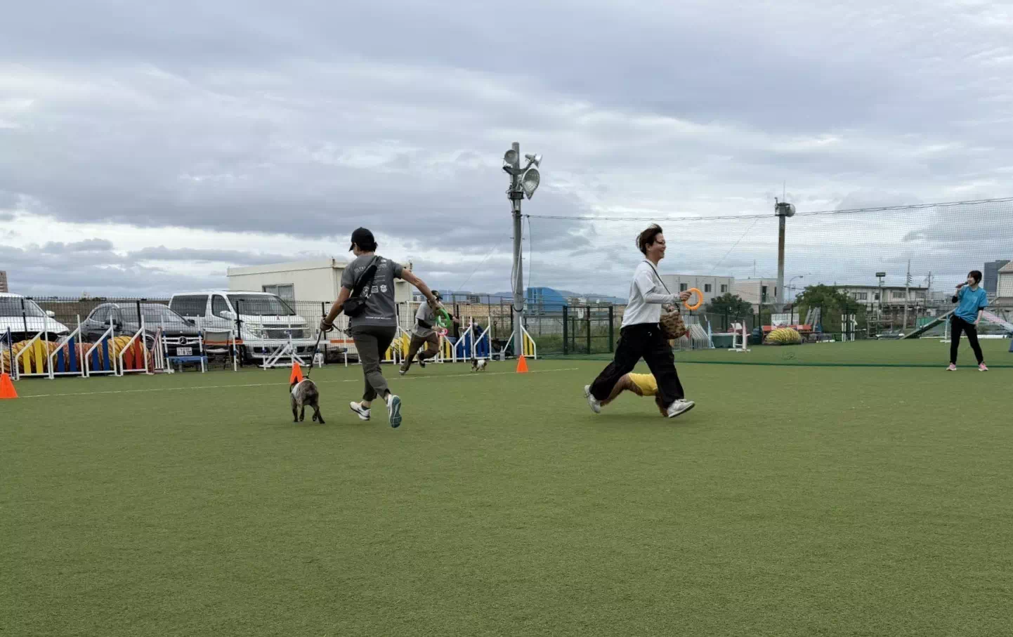 トイプードルの写真