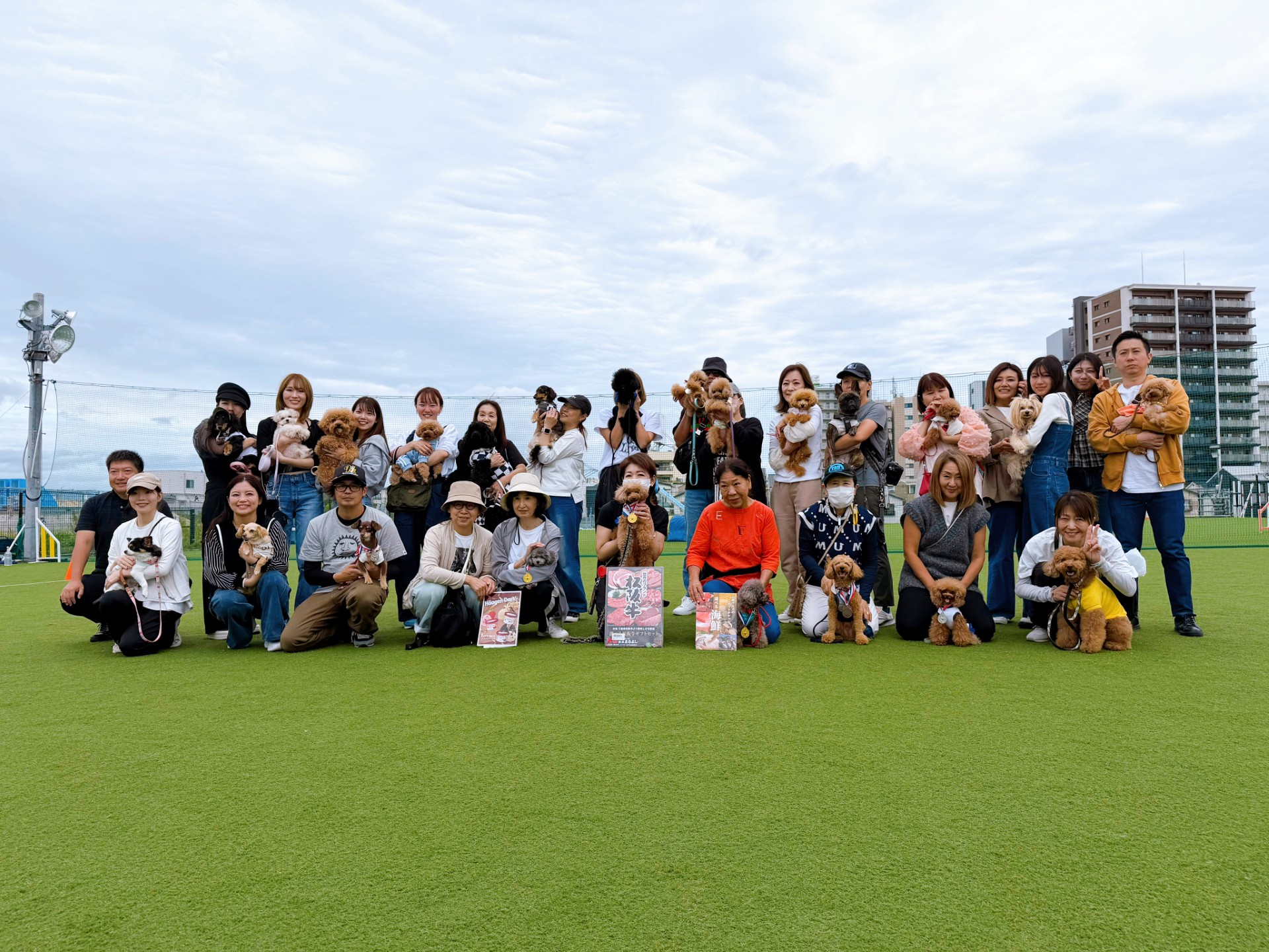 トイプードルの写真