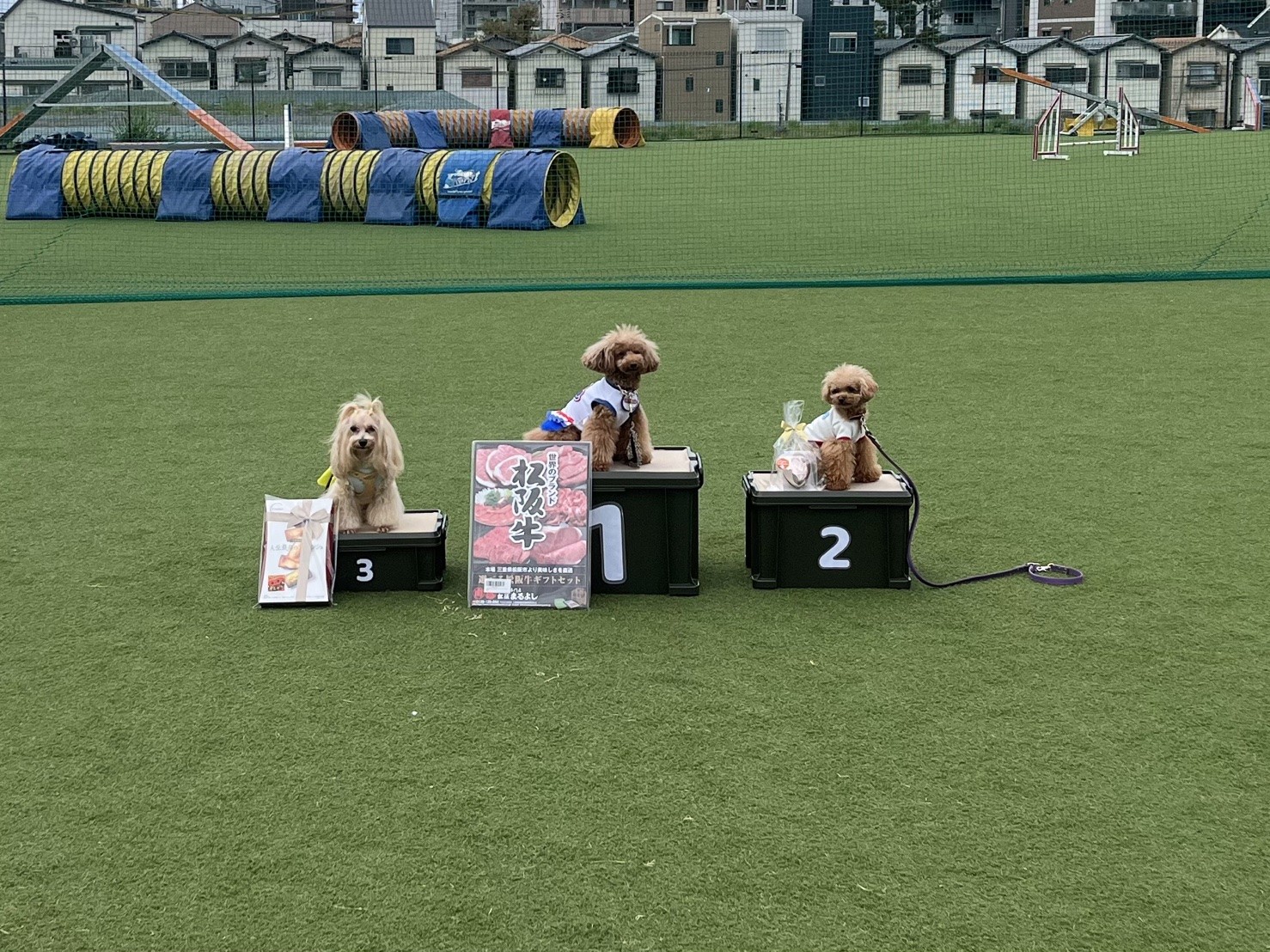 モデル犬の写真