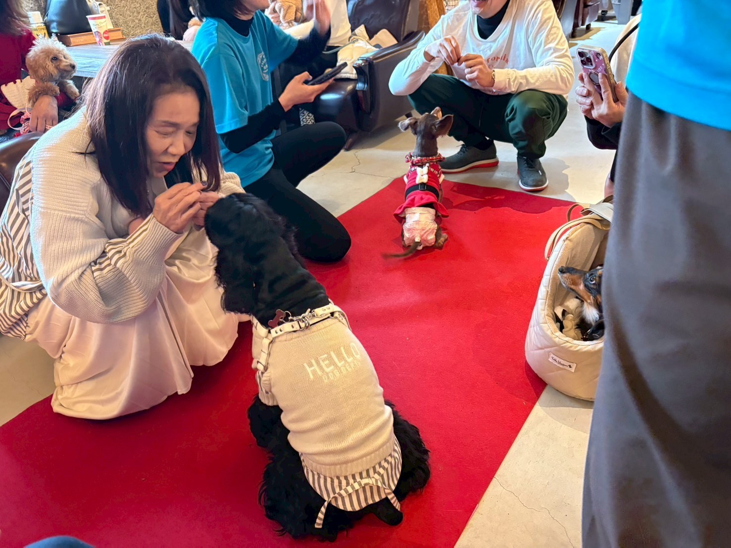 トイプードルの写真