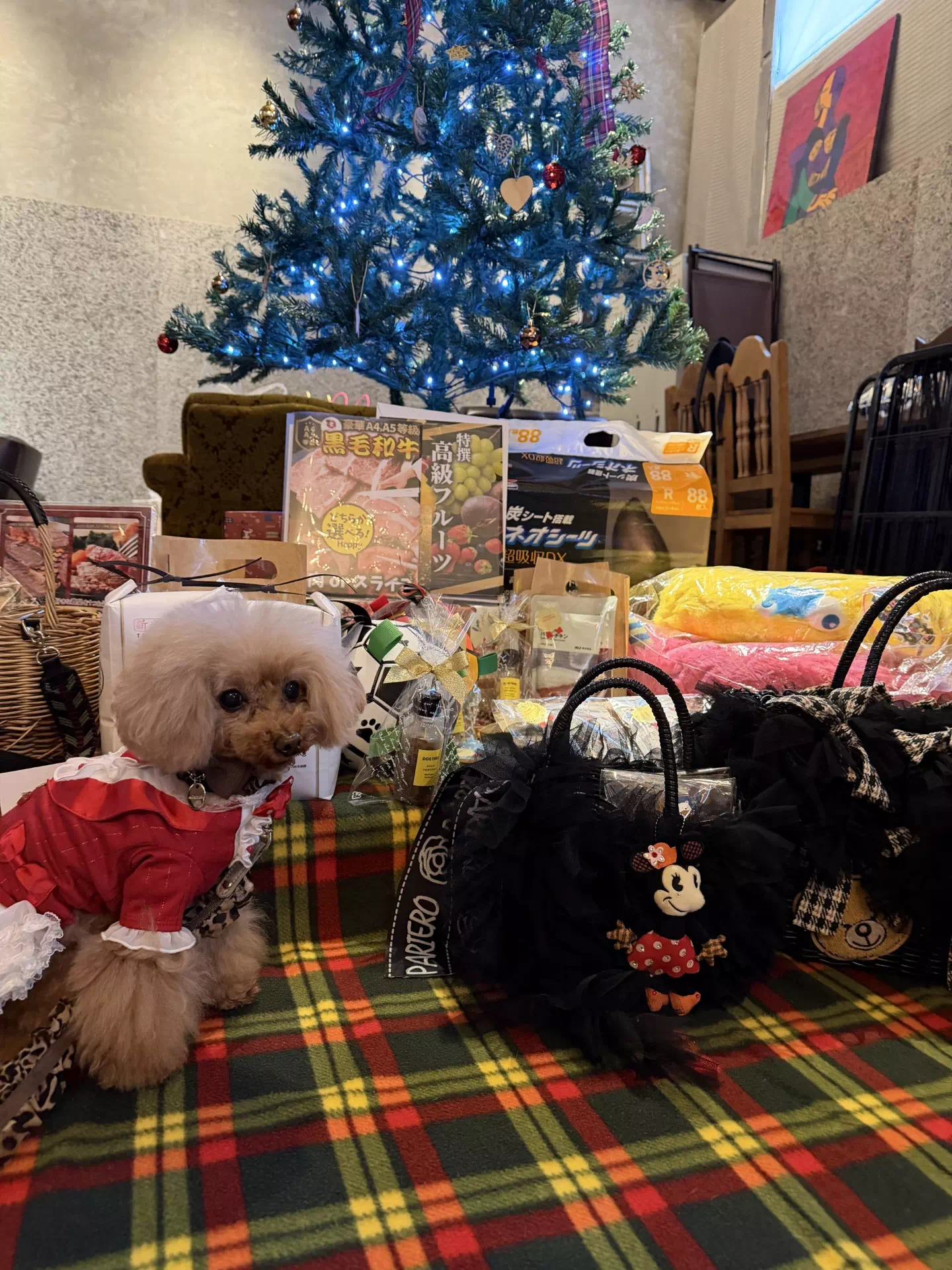 トイプードルの写真