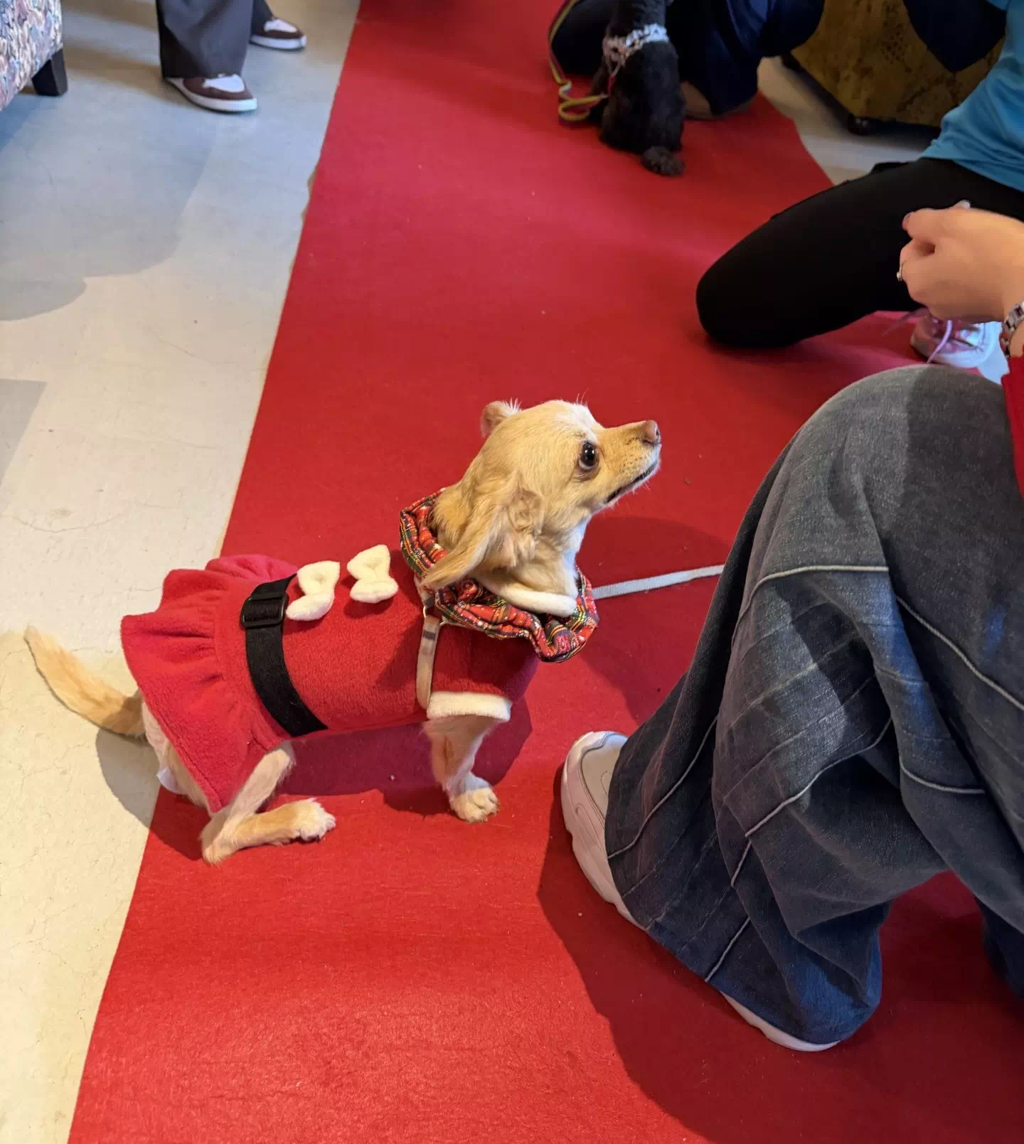 トイプードルの写真