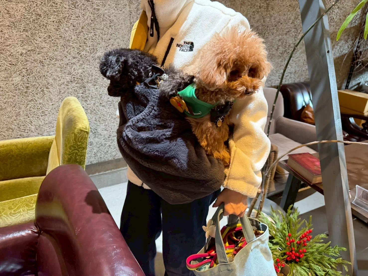 トイプードルの写真