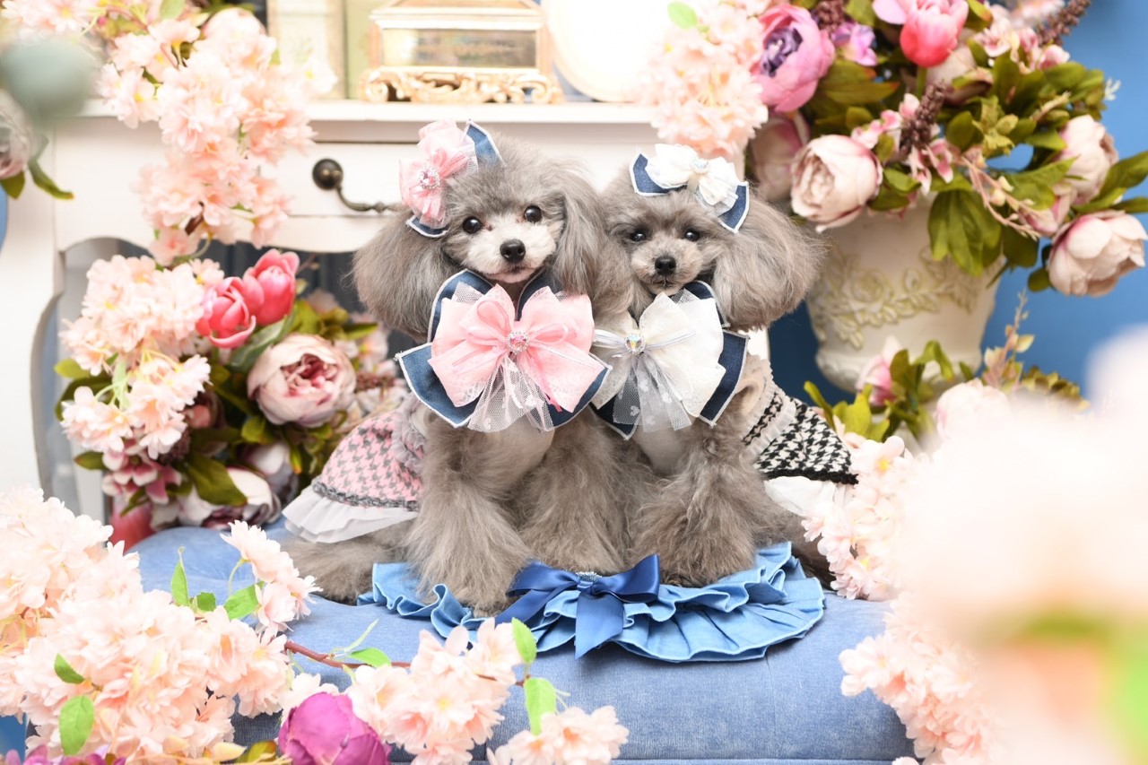 トイプードルの写真
